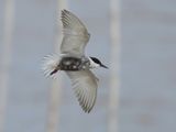 Whiskered Tern - Childonias h. hybrida