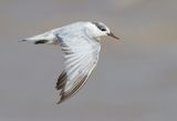 Whiskered Tern - Chlidonias h. hybrida