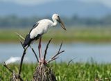 Asian Openbill - Anastomus oscitans