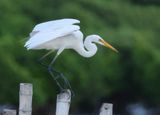 Great Egret - Ardea alba modesta