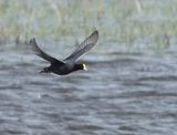 White-winged Coot - Fulica leucoptera