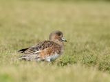 Eurasian Wigeon - Mareca penelope 