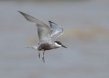 Whiskered Tern - Chlidonias h. hybrida