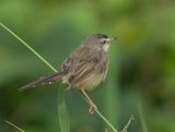 Plain Prinia - Prinia inornata herberti