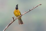 Black-crested Bulbul - Rubigula flaviventris caecilii