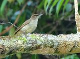 Buff-vented Bulbul - Iole crypta