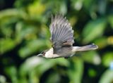 Sooty-headed Bulbul - Pycnonotus aurigaster 