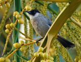 Sooty-headed Bulbul - Pycnonotus aurigaster 