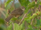 Streak-eared Bulbul - Pycnonotus conradi