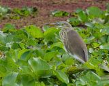 pond heron-spec - Ardeola spec.