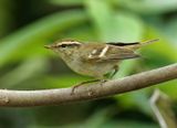 Yellow-browed Warbler - Phylloscopus inornatus