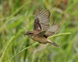 Amur Stonechat - Saxicola stejnegeri