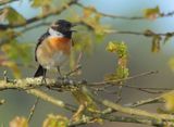 European Stonechat - Saxicola rubicola 