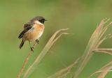 European Stonechat - Saxicola rubicola 