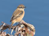 Amur Stonechat - Saxicola stejnegeri