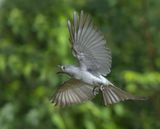 Ashy Drongo - Dicrurus leucophaeus 