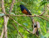 White-rumped Shama - Copsychus malabaricus 