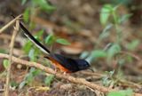 White-rumped Shama - Copsychus malabaricus 