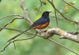 White-rumped Shama - Copsychus malabaricus 