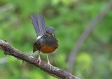 White-rumped Shama - Copsychus malabaricus 