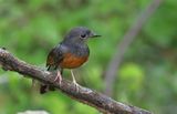 White-rumped Shama - Copsychus malabaricus 