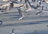Oie à bec court (Photo du jour du site Oiseaux rares du Québec)