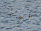 Phalarope  bec troit