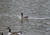 Oie rieuse (Photo du jour du site Oiseaux rares du Qubec)