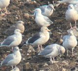 Goland  manteau ardois