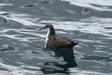 Puffin des Galapagos