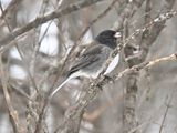 Junco ardois (cismontanus)