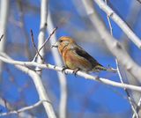 Bec-crois des sapins