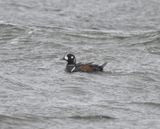 Arlequin plongeur (Photo du jour du site Oiseaux rares du Qubec)