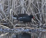 Gallinule dAmrique