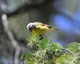 Paruline  joues grises