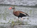 Dendrocygne  ventre noir (Photo du jour du site Oiseaux rares du Qubec)