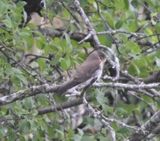 Hirondelles  ailes hrisses