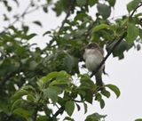 Moucherolle des saules