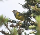 Paruline  gorge grise