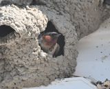 Hirondelle  front blanc DS3_4758.JPG