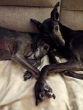 Arlo and Fia