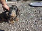 Stewart, Robs lil Dachshund
