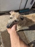 Maisy the wire-hair whippet