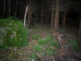 Woody in Glen Cree