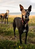 Arlo and Shadow in sixe mile beach wicklow ireland