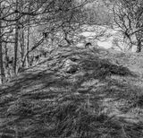 Fia on the Hill in GlenCree