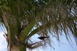 grackle in palm