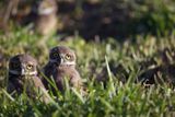 two burrowing owlets