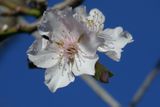 Almond blossom