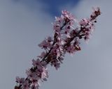 Prunus
